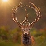 Conrad Cooper - @19bornfree73 - Instagram