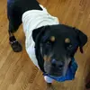 conradcooper481 - @hogbogdoc - TikTok