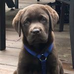 Dylan Conrad - Cooper The Dog - @cooperdc10 - Instagram