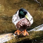 @span1110_sec104__conrad__haas - Instagram