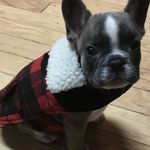 Leonardo Conrad Maxwell - @leo_frenchiebulldog - Instagram