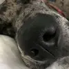 jodiconradnorton - @jodiconradnorton - TikTok