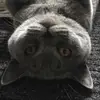 Conrad Robertson - @conrad_robertson67 - TikTok