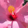 constancedcherrya - @constancedcherrya - TikTok