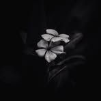 Constance Dumas - Facebook