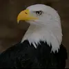 Constance Esposito - @constanceesposito3388 - TikTok