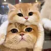 constancegraves6 - @constance.graves76 - TikTok