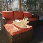 Constance Harvey - @3mfrenchies - Instagram