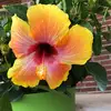 constancehickman8 - @constancehickman8 - TikTok