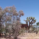 Constance Walsh - @littlerocksstudiojoshuatree - Instagram