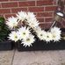Connie Yip-Zhao - Facebook