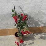 Constantin Serban - @constantin.serban.733 - Instagram
