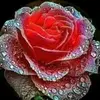 Constantin Sora - @constantin.sora.26267 - TikTok
