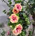 Consuelo Muñoz - Facebook