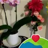 Consuelomunoz00 - @consuelomunoz00 - TikTok