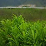 Consuelo Villegas - @consuelo.villegas.505 - Instagram