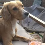 Cookie - @cookie_palmer100 - Instagram