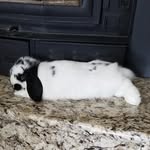 Oreo Cookie Oliver Palmer - @oreocookie.lop.bunny - Instagram