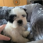 Cookie🍪 - @cookie_parsons - Instagram