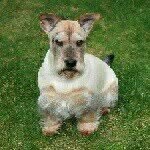 Cookie Parsons - @grandma_cookie13 - Instagram