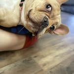 Cookie - @cookiethomas12 - Instagram