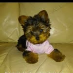 cookie n Skylar Thomas - @cookienskylar - Instagram