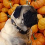 cookie thomas - @cookie_likes_cookies - Instagram