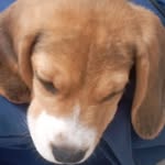 mr cookie thomas - @thomasmrcookie - Instagram