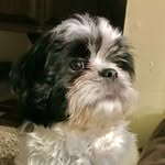 Cookie! 🍪 - @cookie_wookie_tzu - Instagram