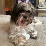 Cookie 🐶 - @cookiewookiebearr - Instagram