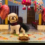 Cookie 🍪 - @cookie_woofwoof_bangera - Instagram