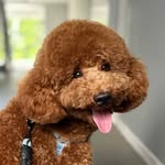 Cookie - 可撸起 🍪 - @cookiewoooo - Instagram