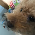 Cookie Chua - @cookie_woofie - Instagram