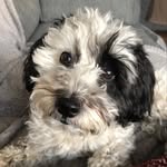 Cookie - @cookie_wookie_woo - Instagram