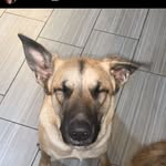 Cookie - @cookiewoof__ - Instagram