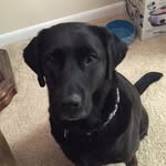 Cookie - @cookiewookie15 - Instagram