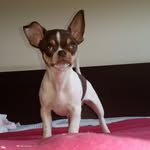 Cookie - @cookiewookiedog - Instagram
