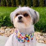 Cookie - @cookiewookiedoggo - Instagram