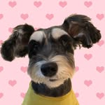 Cookie the MiniSchnauzer - @cookiewoofy - Instagram