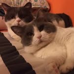 Cookie Woo - @cookie_woo - Instagram
