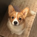 Cookie Wookie - @cookiewookiecorgi - Instagram