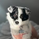 cookies n. cream ❀ - @cookiewoofs - Instagram