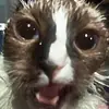 cookiewookei - @cookiewookei2 - TikTok