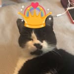 Glamourpuss - @cookiewookiedoodahs - Instagram