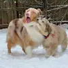 Cooper & Bailey - @lilnjeff - TikTok