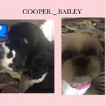 @cooper._.bailey - Instagram