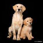 Cooper&Bailey - @goldens_cooper_bailey - Instagram