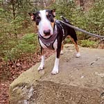 Cooper vom Pohla Berg - @cooper_the_bullterrier - Instagram