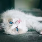Koa Bradley Cooper FlacKim - @koa.cat - Instagram