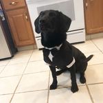 Cooper Akamaru Gilbert - @the_real_cooperbeagledor - Instagram